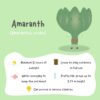 A bright green and white poster on how to grow and take care of a healthy Amaranth plant