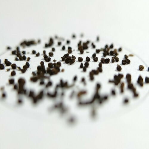 Antirrhinum Double Mixed Seeds (30 seeds)