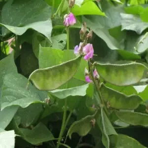 Leafy green dolichos plant with pink flowers
