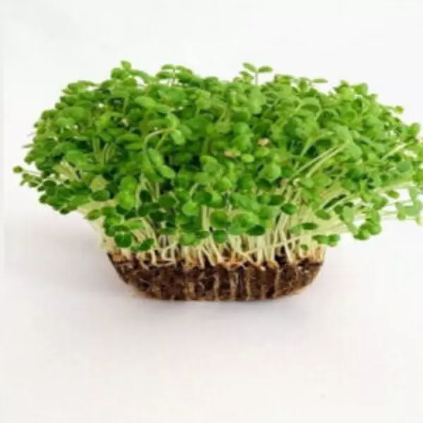 This is an image of a bunch of bright green microgreen sesame plants sowed in earthy soil kept against white color background.