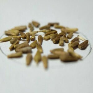 Aster Mixed Seeds (10 Seeds)