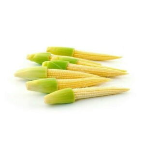Several bright yellow corns with green husks kept against a white background