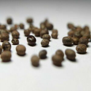 Balsam Seeds (20 seeds)