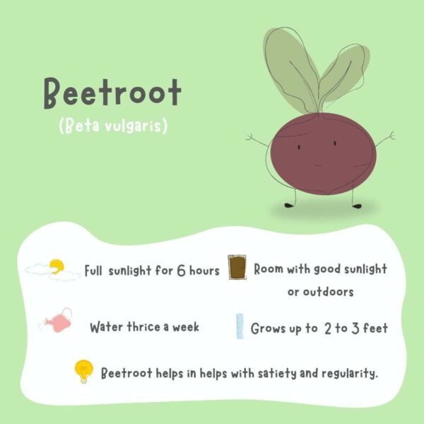A bright green and white poster on how to grow and take care of a healthy bright colorful beetroot plant