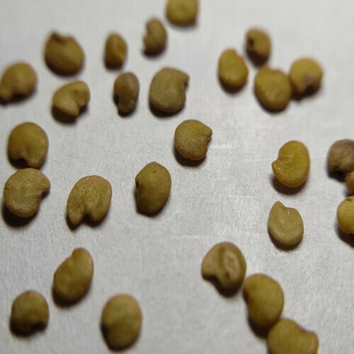 Several greenish-brown Brinjal seeds along with a few similar seeds that are kept against a plain white background
