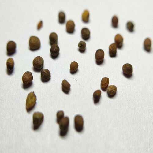 several dark brown broccoli seeds scattered around against a plain white background