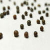 several round brown and black cabbage seeds are scattered against a white background