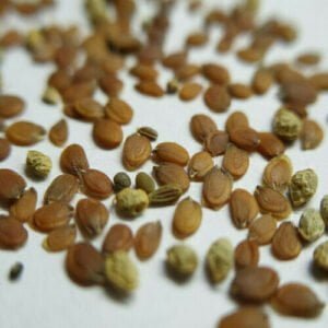 Candytuft Seeds (10 seeds)
