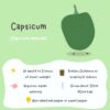 A bright green and white poster on how to grow and take care of a healthy green capsicum plant