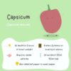 A bright green and white poster on how to grow and take care of a healthy red capsicum plant