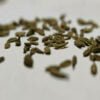 several greenish-brown carrot seeds scattered around against a plain white background