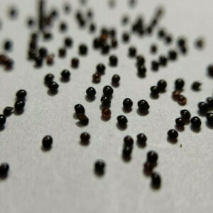 This is an image of Celosia Plumosa Seeds kept on grey color background.