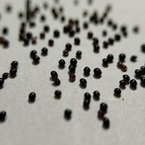 Celosia Plumosa Seeds (20 Seeds)