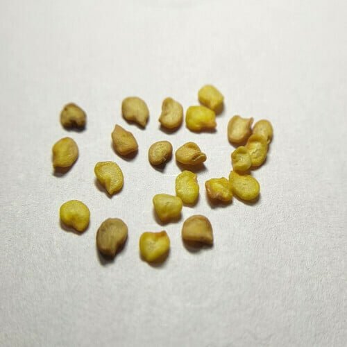 several bright yellow chilli jalapeno seeds scattered around against a plain white background