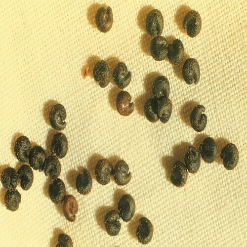 Cleome Spinosa Seeds (10 seeds)