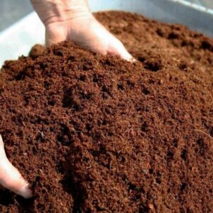 Finest Coco Peat Soil.