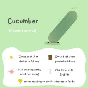 Poster of cucumber and its properties