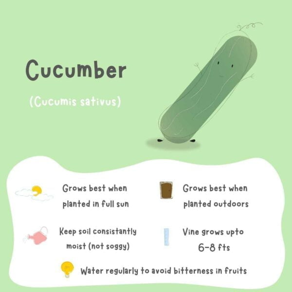 Poster of cucumber and its properties