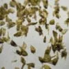 Gaillardia Seeds (10 seeds)