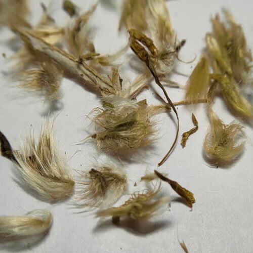 Gazania Seeds (10 seeds)