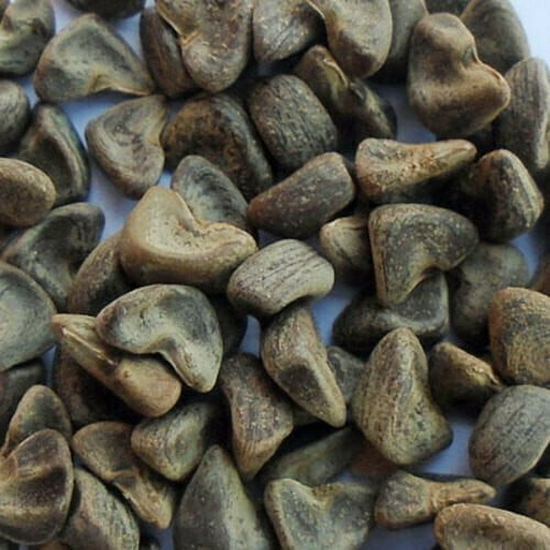 Several large, kidney shaped, brown gongura seeds kept together against a white background