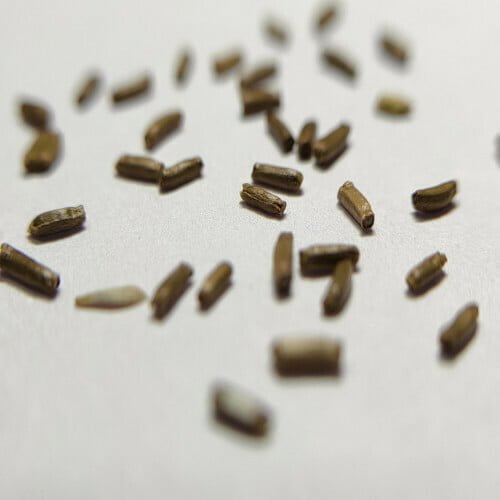 Helichrysum Seeds (10 seeds)