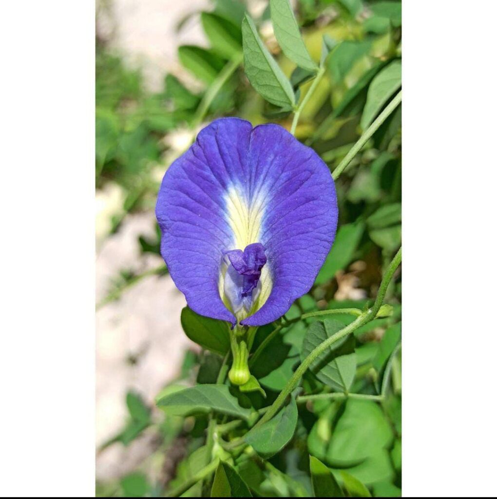A beautifully grown Aparajita Blue Pea flower with some leaves in the background