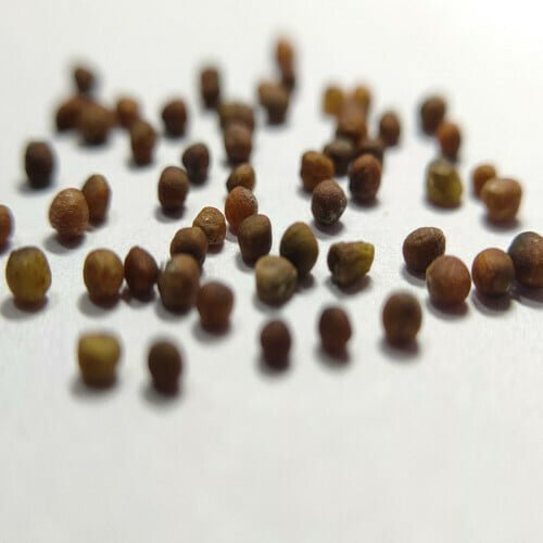 Kale Seeds (10 seeds)