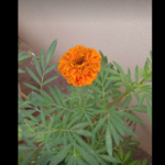 Marigold French Scarlet Red Seeds (10seeds)