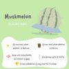 Poster of muskmelon and its properties