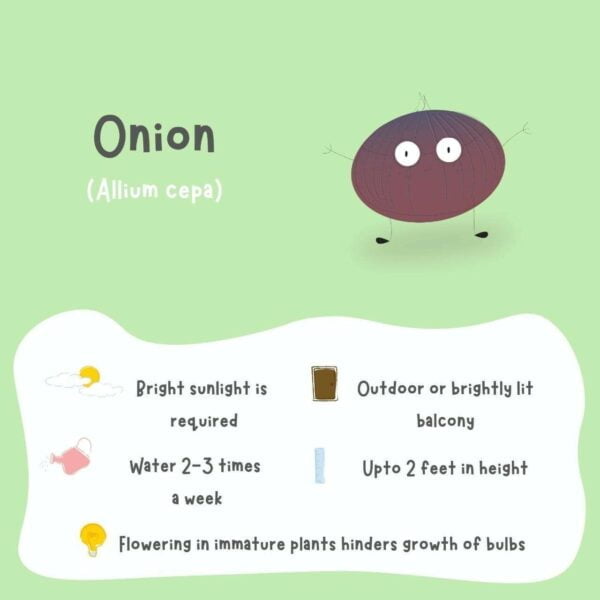 A bright green and white poster on how to grow and take care of a healthy onion plant