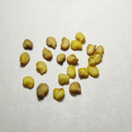 Ornamental Chilli Seeds (10 Seeds)