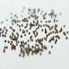 This is an image of multiple Petunia mixed seeds kept against white color background.