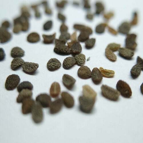 Phlox Mixed Seeds (10 seeds)