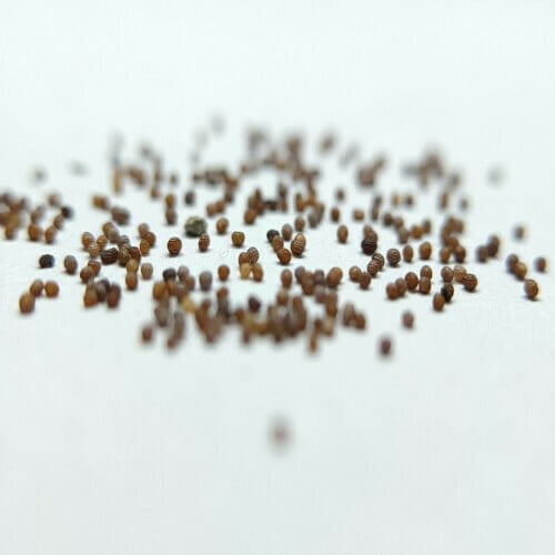 Poppy Double Mix Seeds (30 seeds)