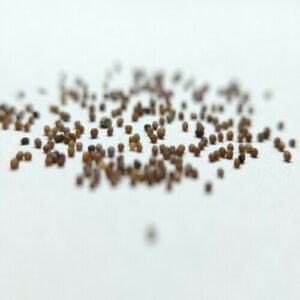 This is an image of Poppy Iceland Mix Seeds placed against a white color background.