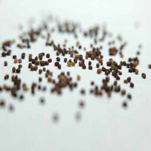 Portulaca Mixed Seeds (30 seeds)