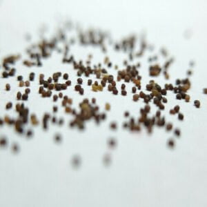 Several tiny seeds of Portulaca Mixed Seeds