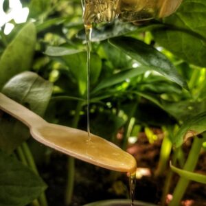 Raw honey dripping from a glass bottle on a wooden spoon