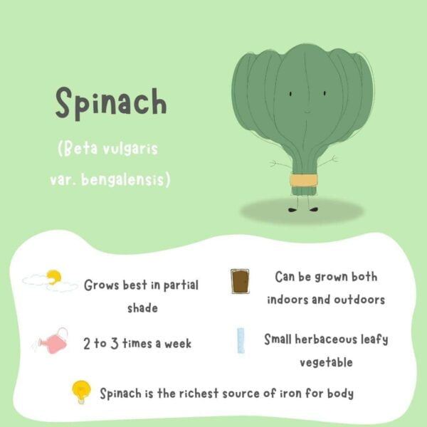 A green and white poster on how to grow and care for spinach plants