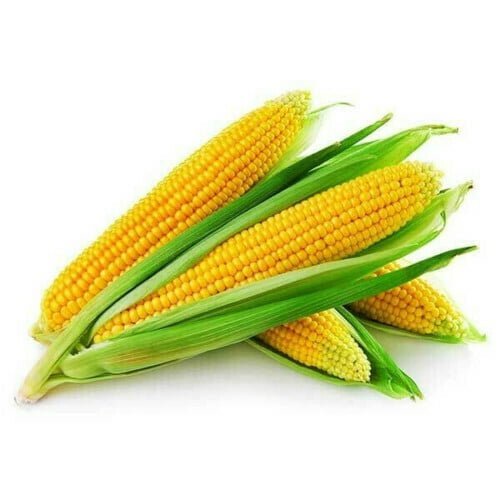 Several yellow sweet corns with green husks kept against a white background