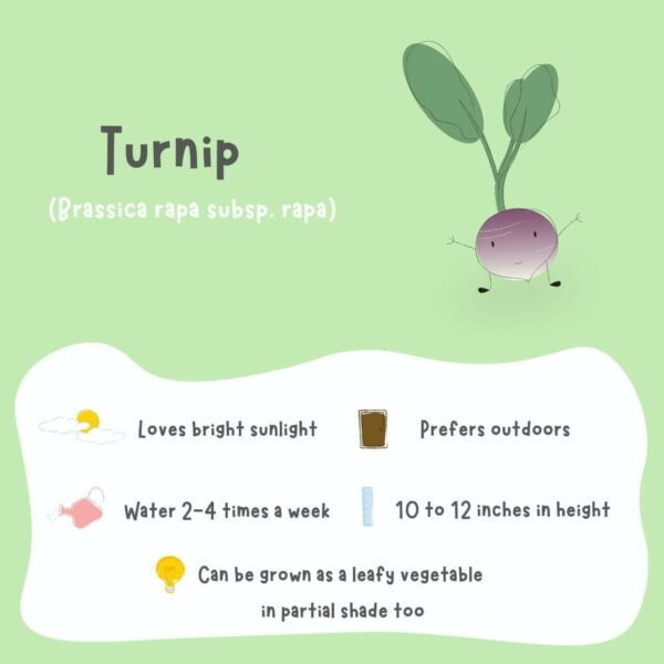 A bright green and white poster on how to grow and take care of a healthy Purple Top Turnip plant
