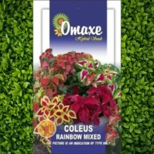 This is an image of a packet of Omaxe Coleus Rainbow Mixed Seeds kept against green leafy background.