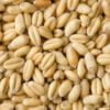 Wheat Grass Seeds (10 gms)