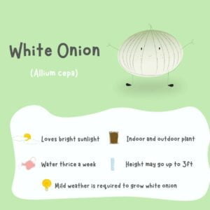 A bright green and white poster on how to grow and take care of a healthy white onion plant
