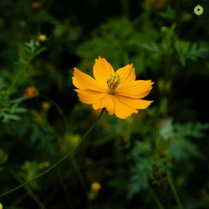 Bright Cosmos Yellow plant with nature as a background