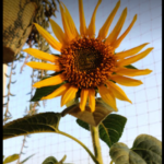 Demand Agro Sunflower Sungold Seeds (5 seeds)