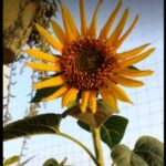 Wisitiria Sunflower Seeds (50 seeds)