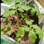 Omaxe Wild Texas Cherry Tomato Seeds (50 seeds)