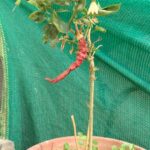 Chilli Long Green Seeds (20 seed